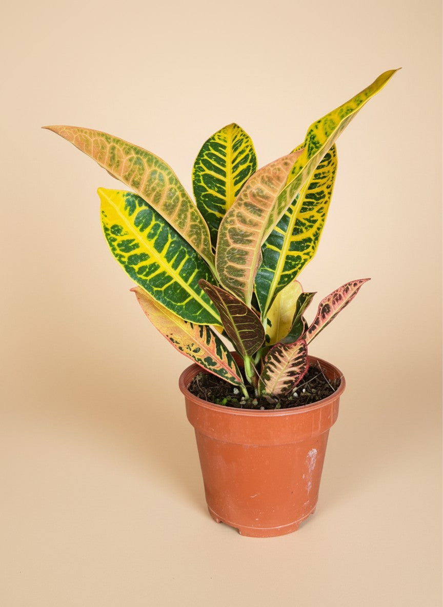 Grow Pot