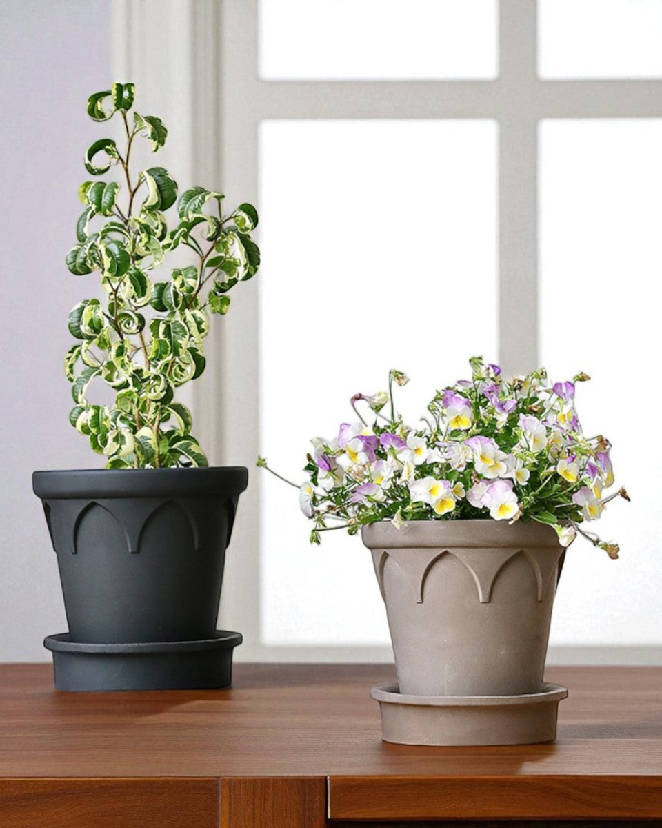 Crown Planter - Planter - 5486229020147 - Tumbleweed Plants - Online Plant Delivery Singapore