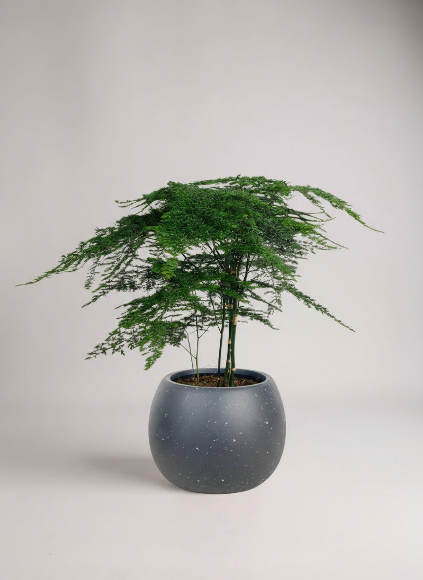 Asparagus Fern Baby (Lace Fern)