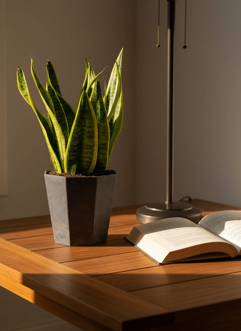 Sansevieria Trifasciata 'Futura Superba'