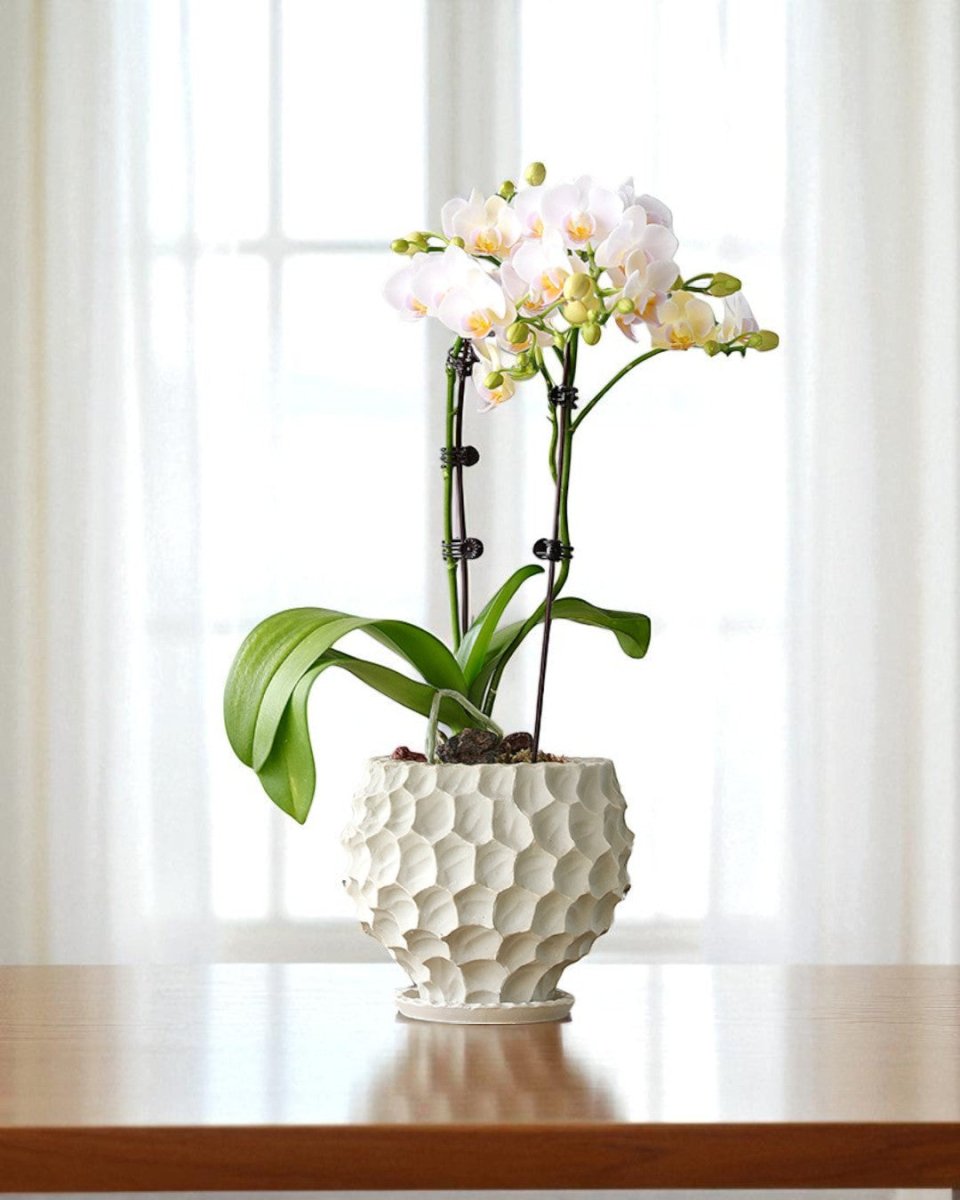 Durian Planter - Planter - 5995558258549 - Tumbleweed Plants - Online Plant Delivery Singapore