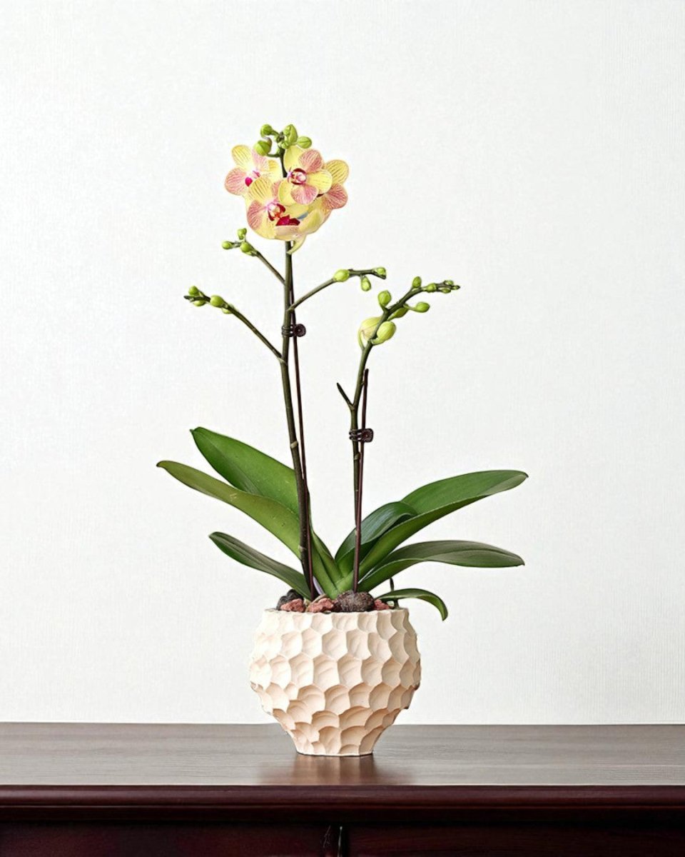 Durian Planter - Planter - 5995558258549 - Tumbleweed Plants - Online Plant Delivery Singapore