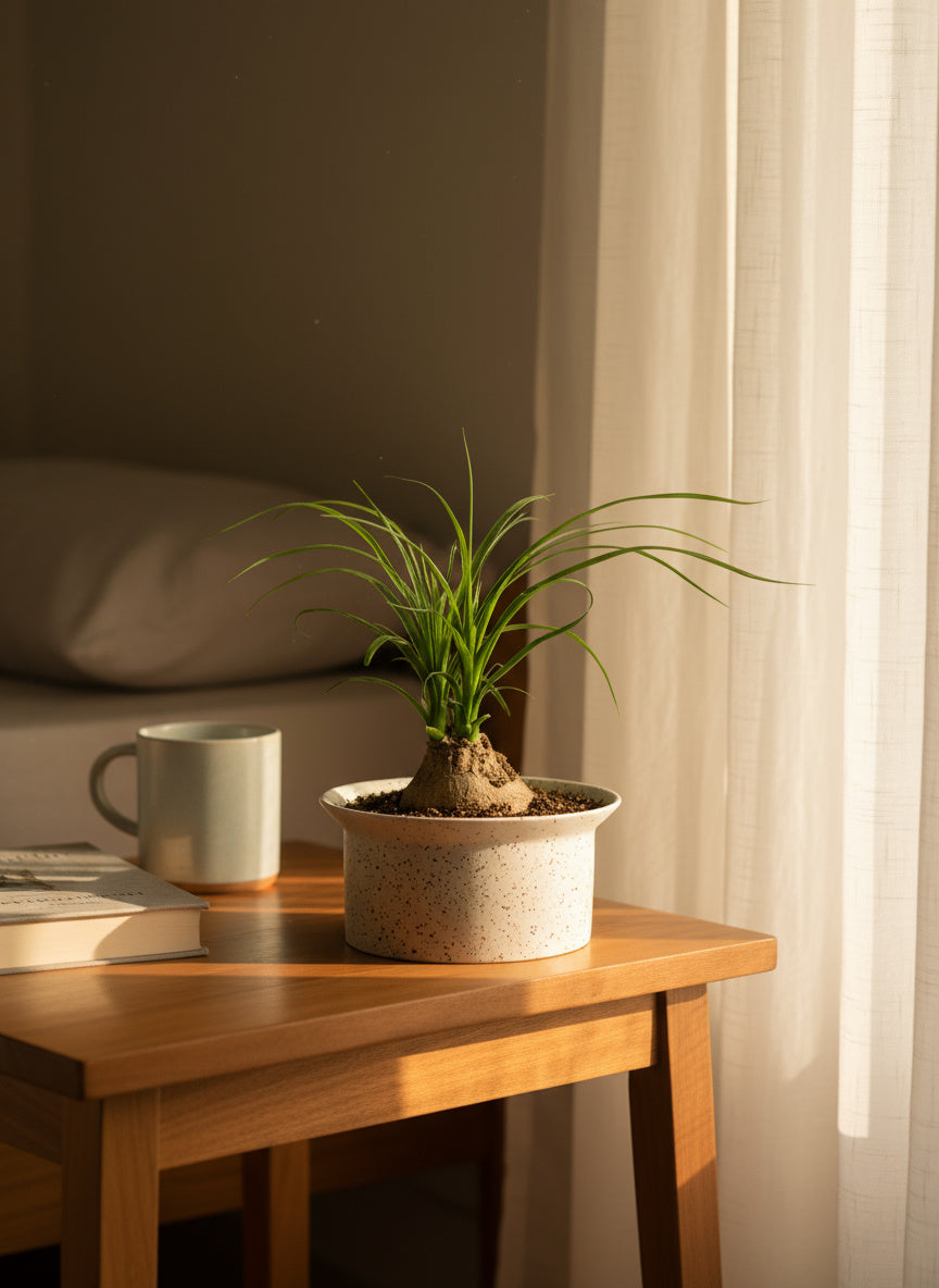 Ponytail Palm