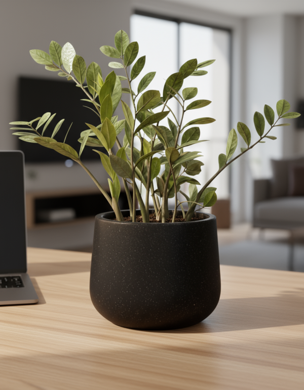 Zz Raven - Medium - Potted plant -  Tumbleweed Plants