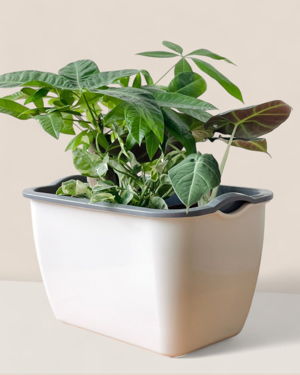Ella Self Watering Planter - Pots - POTT - ELLA - SLF - 6525 - Tumbleweed Plants - Online Plant Delivery Singapore