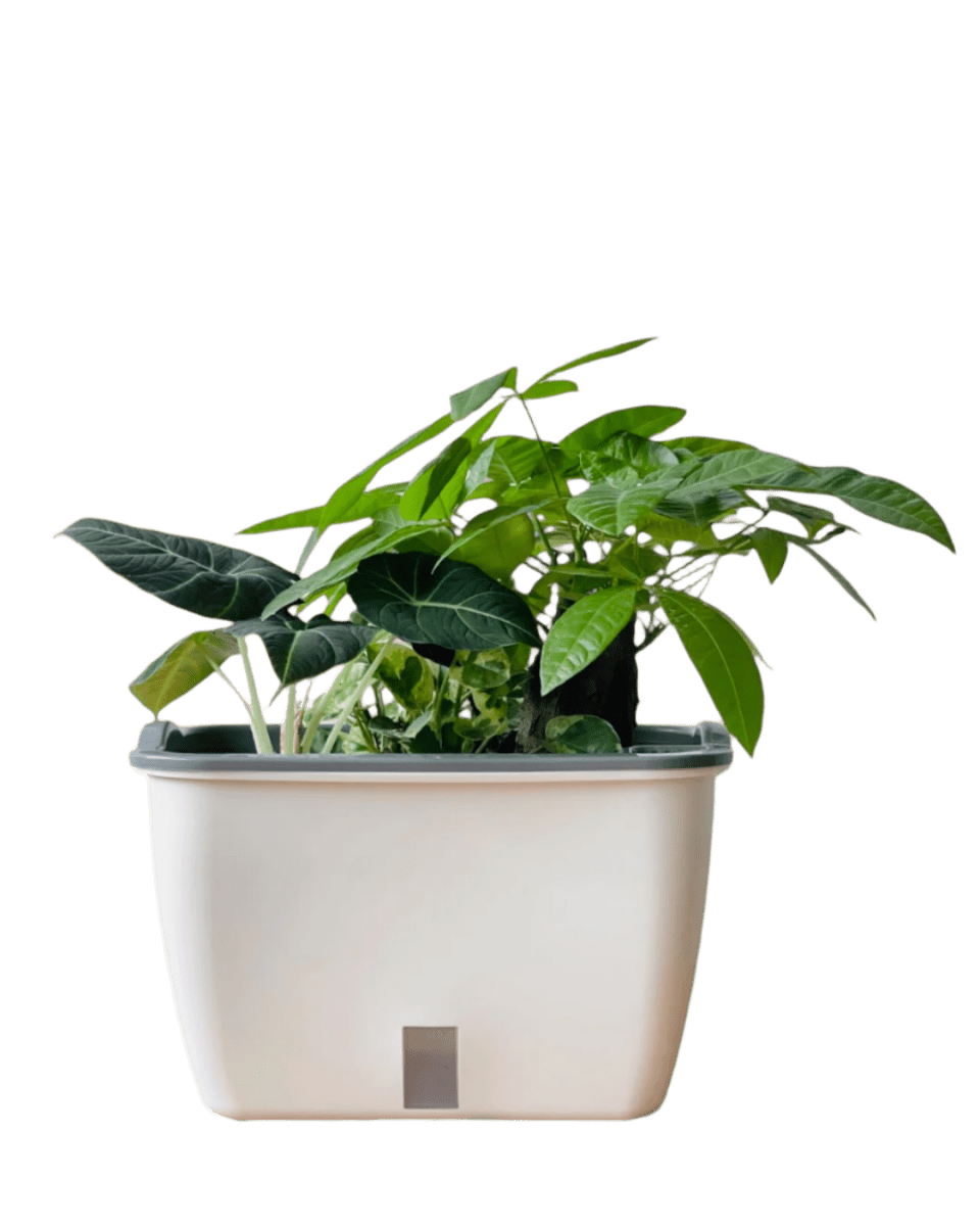 Ella Self Watering Planter - Pots - POTT - ELLA - SLF - 6525 - Tumbleweed Plants - Online Plant Delivery Singapore