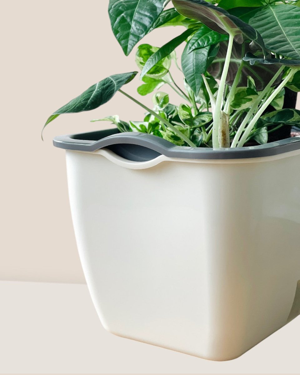 Ella Self Watering Planter - Pots - POTT - ELLA - SLF - 6525 - Tumbleweed Plants - Online Plant Delivery Singapore