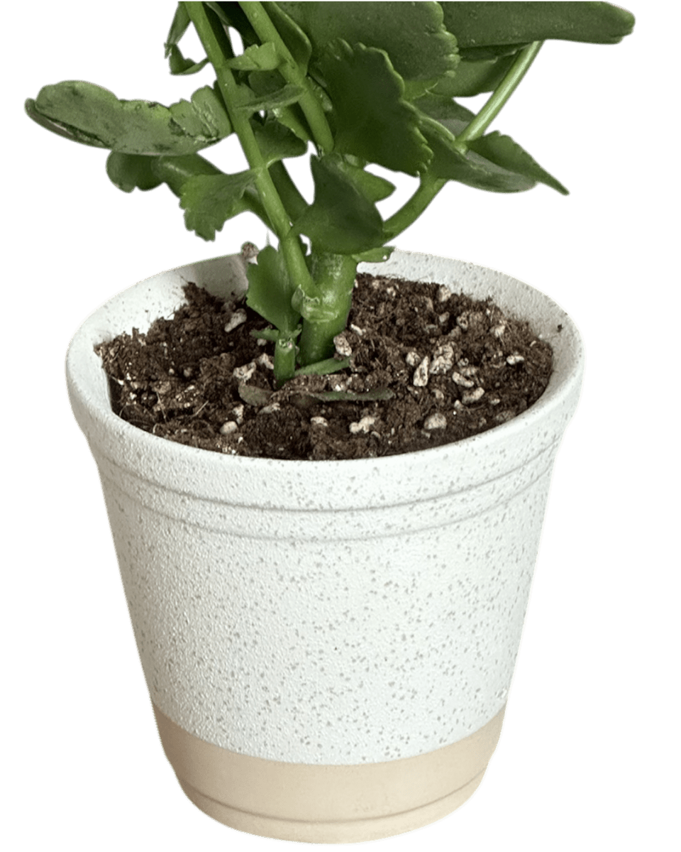 Elm Pot - Planter - 5950534263565 - Tumbleweed Plants - Online Plant Delivery Singapore
