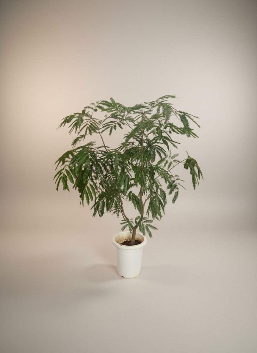 Grow Pot