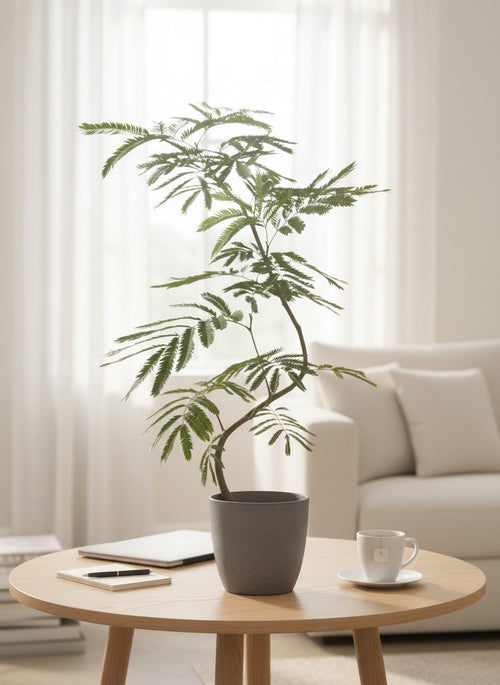 Tumbleweed Plants