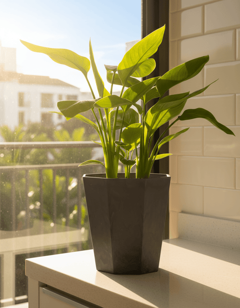 Bird of Paradise Baby