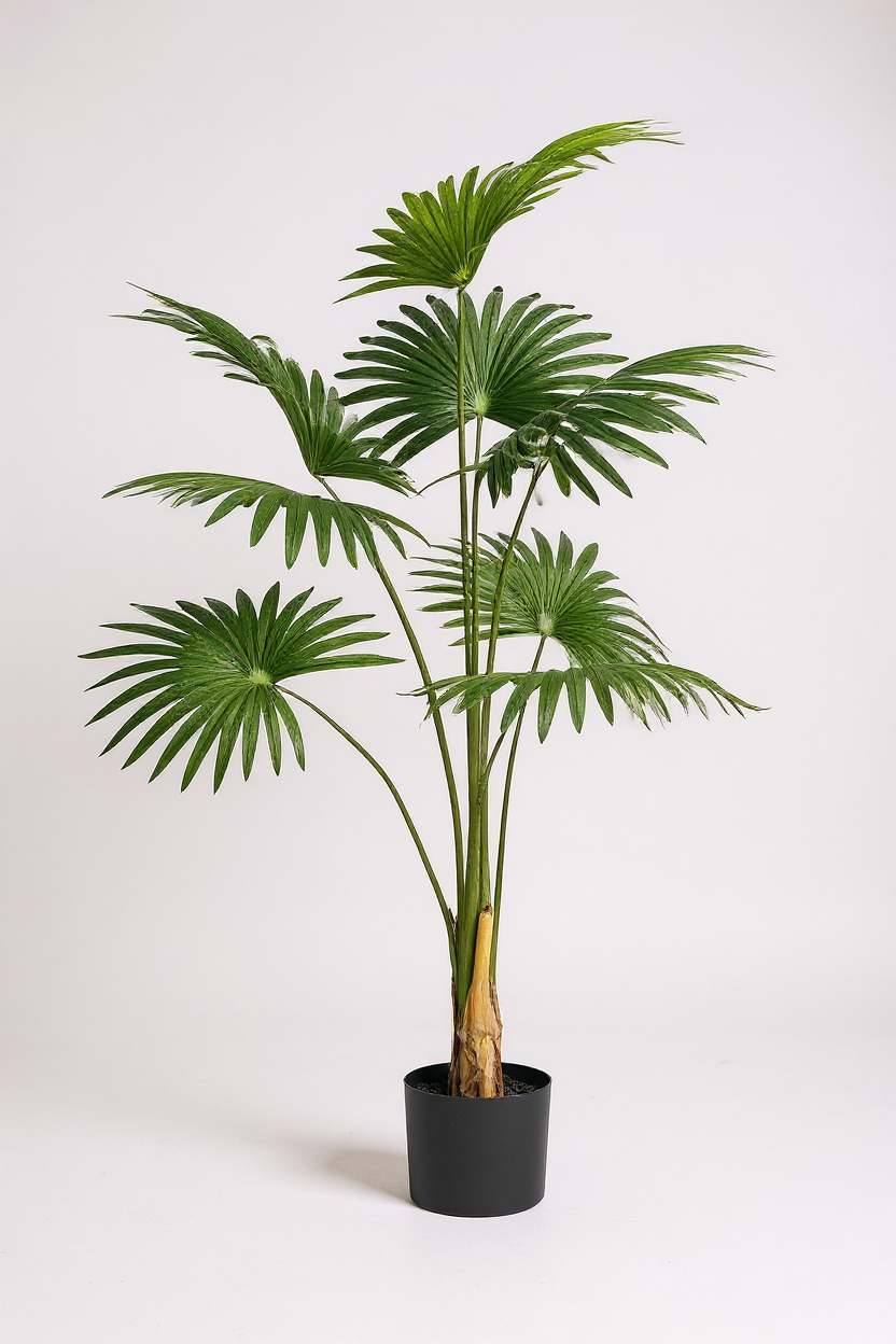 140cm - Fan Palm