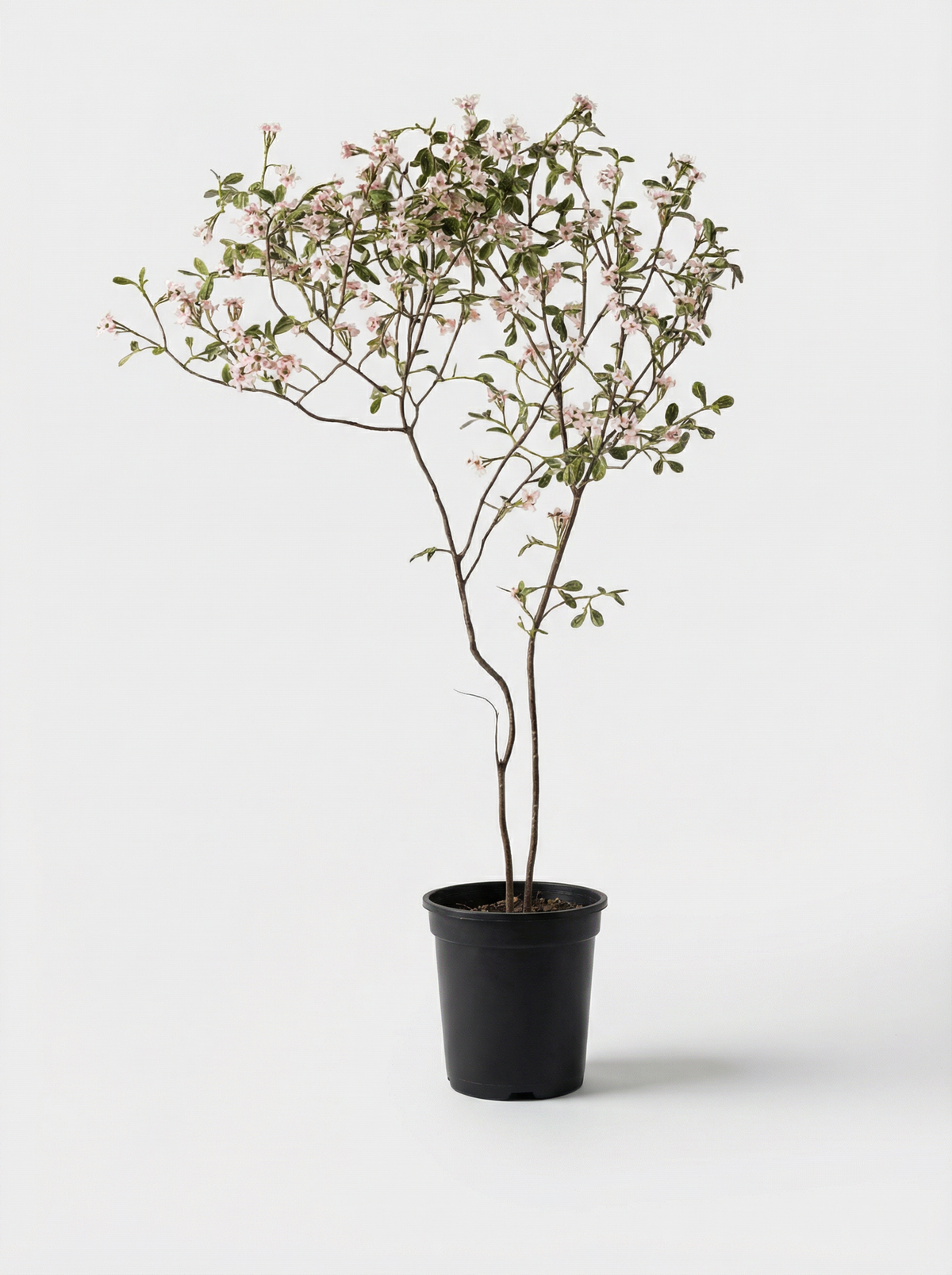 Island Tree - Real-Trunk Artificial