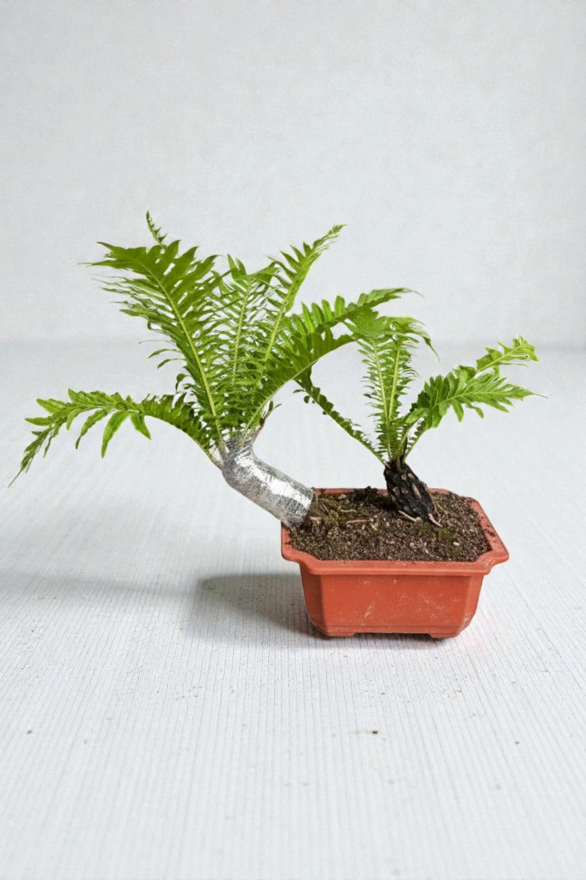 Grow Pot
