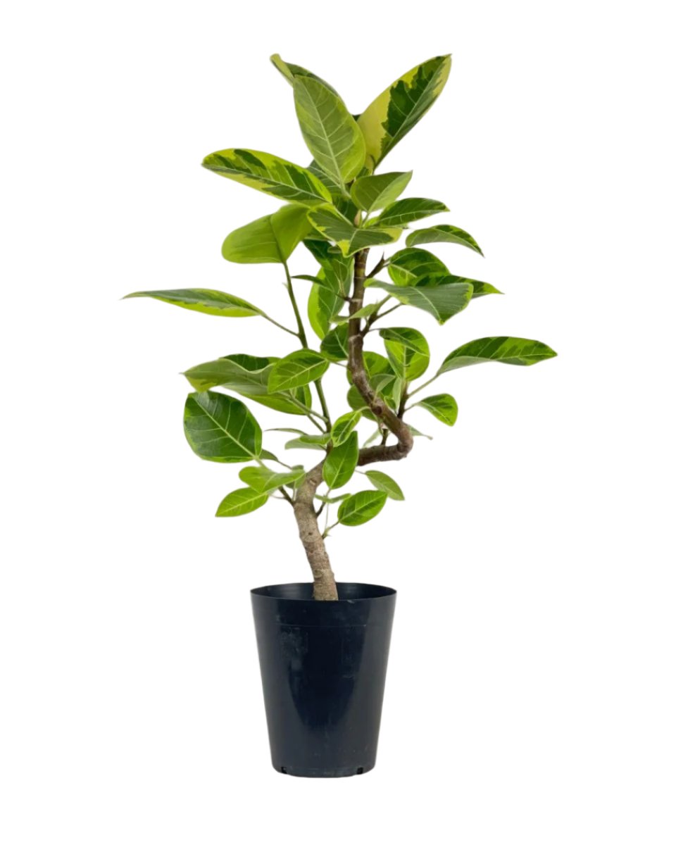 Grow Pot