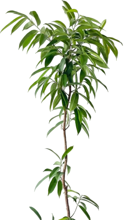 Ficus Amsterdam King - Potted plant - POTT-FICU-GRW-6419 - Tumbleweed Plants - Online Plant Delivery Singapore