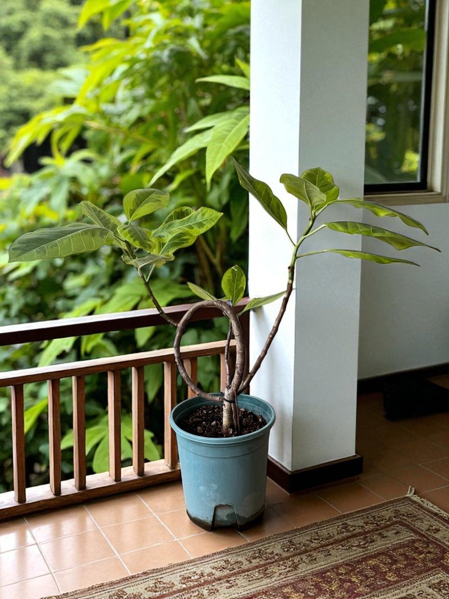 Grow Pot