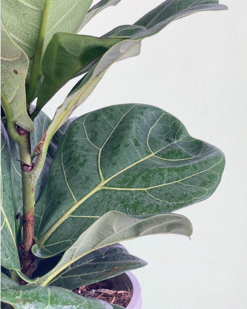 Ficus lyrata 3-in1 Plant - grow pot - Potted plant - Tumbleweed Plants - Online Plant Delivery Singapore