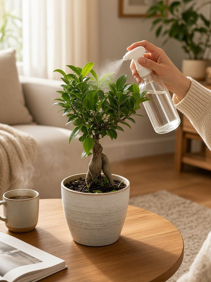 Ficus Ginseng Bonsai - Plant Arrangement -  - Tumbleweed Plants - Online Plant Delivery Singapore