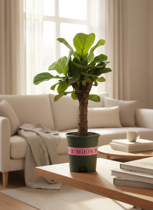 Ficus Lyrata Mini Tree - Potted plant -  - Tumbleweed Plants - Online Plant Delivery Singapore