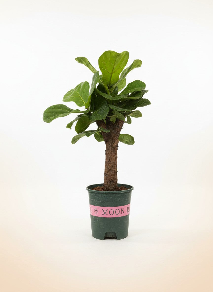 Ficus Lyrata Mini Tree - Potted plant -  - Tumbleweed Plants - Online Plant Delivery Singapore