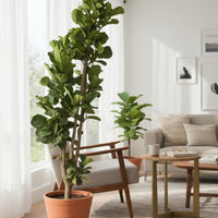 Ficus Lyrata / Fiddle Leaf Fig XL