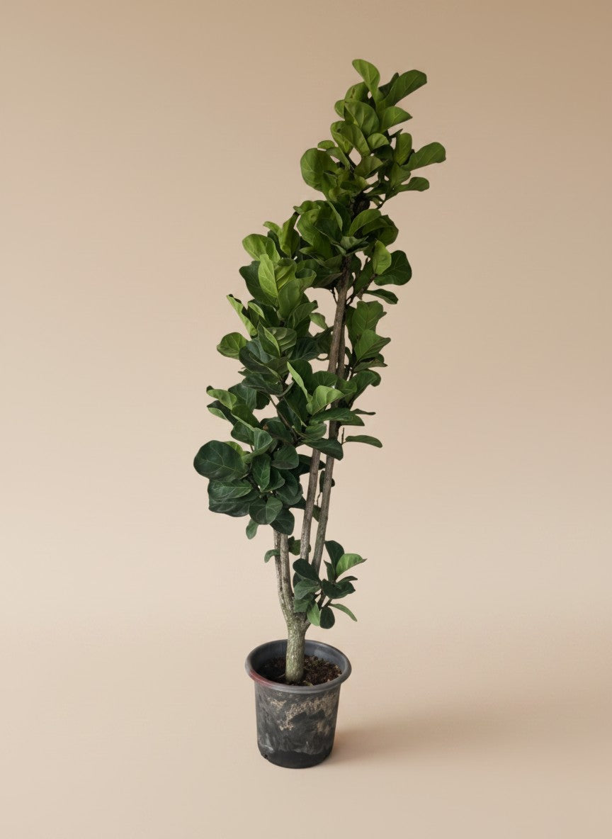 Ficus Lyrata / Fiddle Leaf Fig XL - Potted plant -  - Tumbleweed Plants - Online Plant Delivery Singapore
