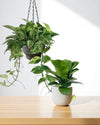 Flourish, Mama - product - PROD - FLOU - 6940 - Tumbleweed Plants - Online Plant Delivery Singapore