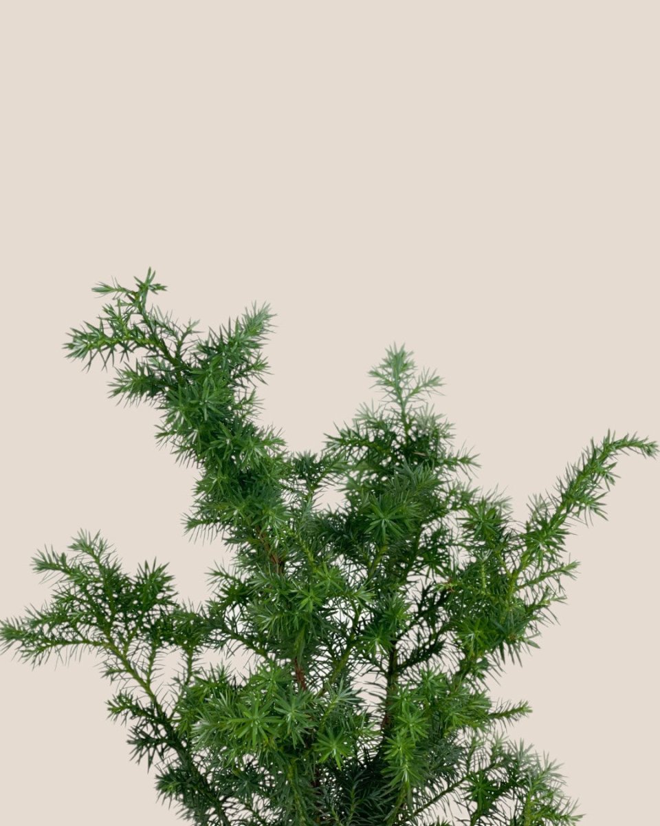 Formosan Juniper - grow pot - Potted plant - Tumbleweed Plants - Online Plant Delivery Singapore