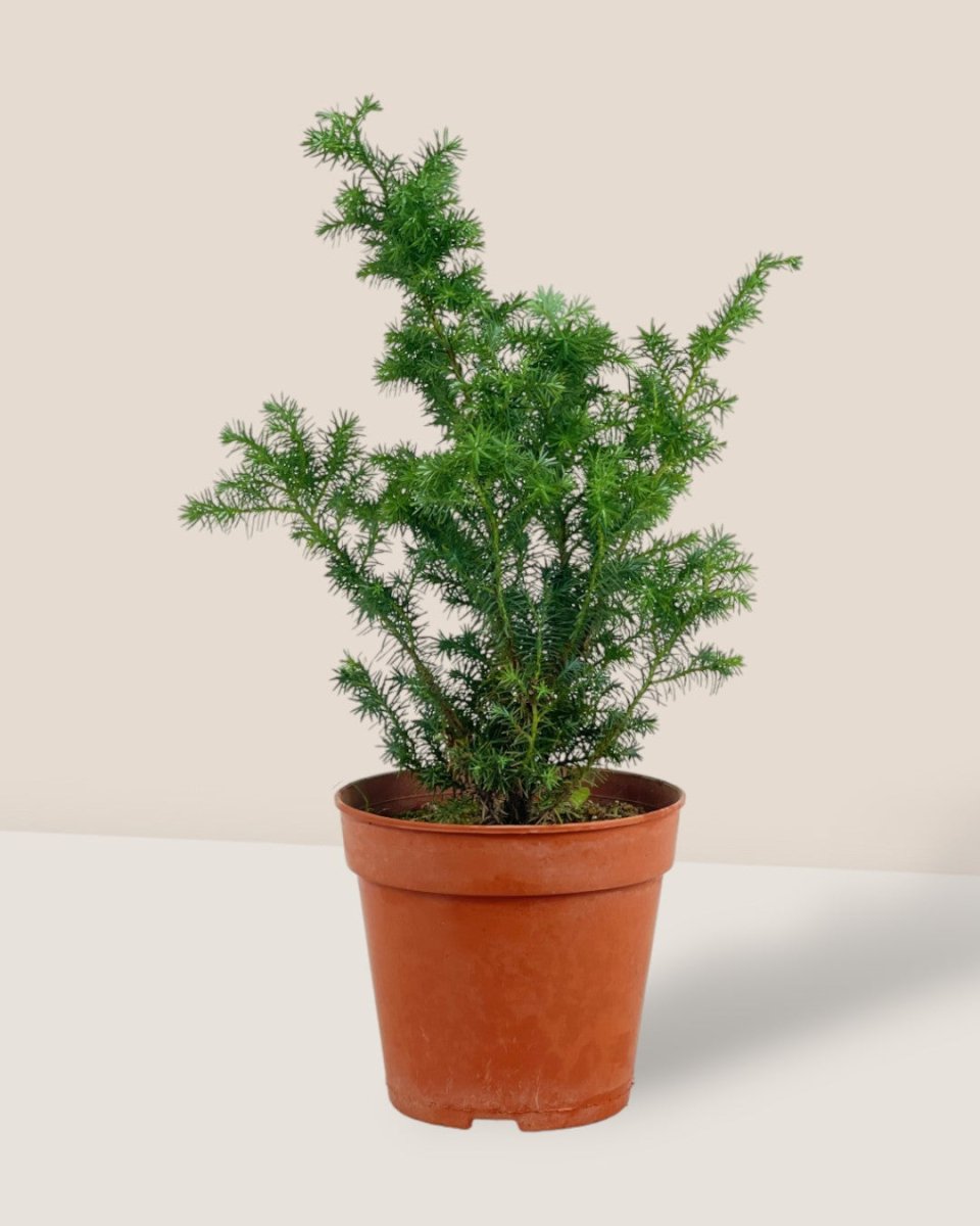 Formosan Juniper - grow pot - Potted plant - Tumbleweed Plants - Online Plant Delivery Singapore