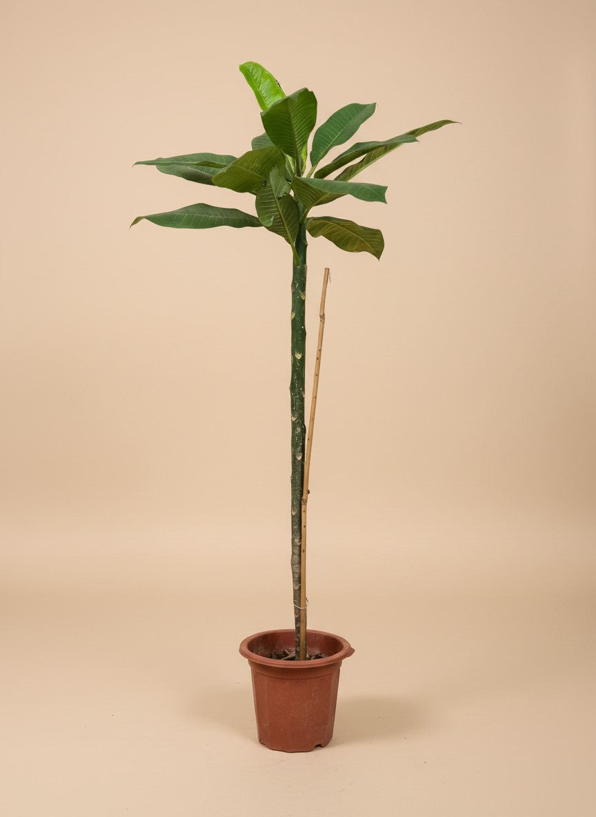 Frangipani Plant - Potted plant -  - Tumbleweed Plants - Online Plant Delivery Singapore