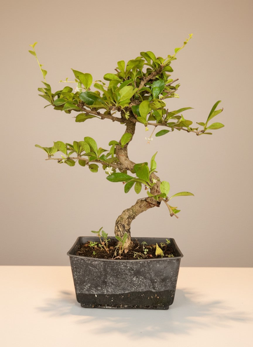 Grow Pot