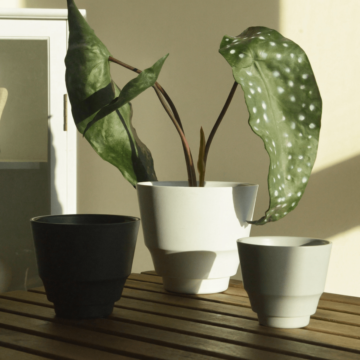 Ash Core Cloudstone Pot - Medium - Planter - 5893341379897 - Tumbleweed Plants - Online Plant Delivery Singapore