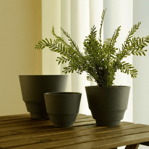 Tumbleweed Plants