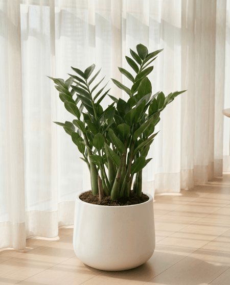ZZ Plant - Large - Potted plant - POTT-LARG-GRW-5715 - Tumbleweed Plants - Online Plant Delivery Singapore