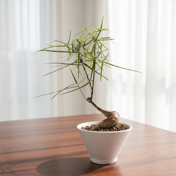 Tumbleweed Plants