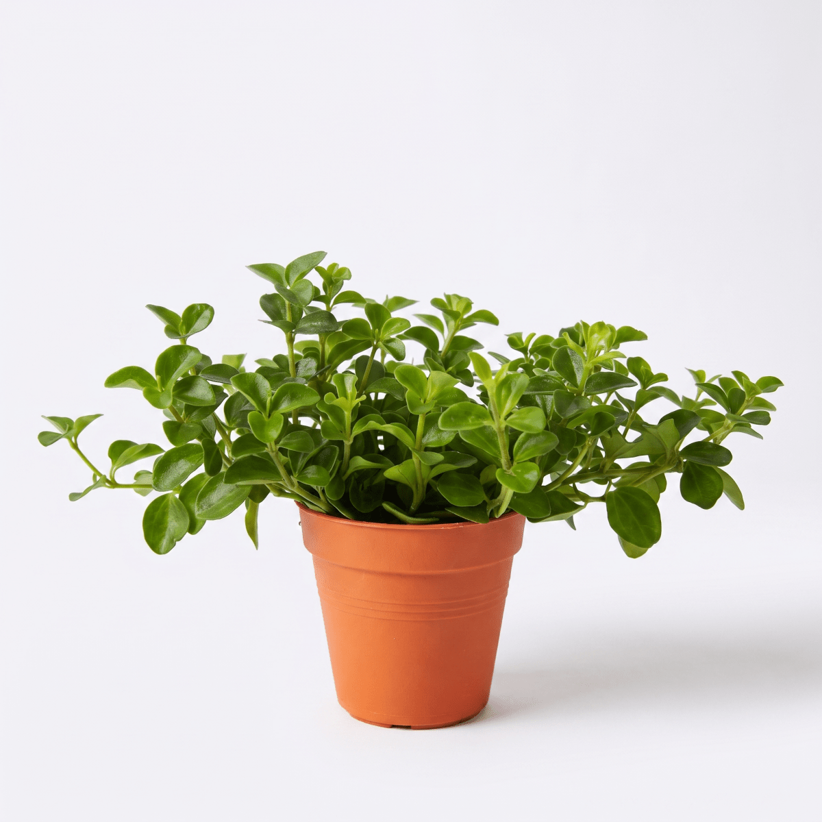 Grow Pot