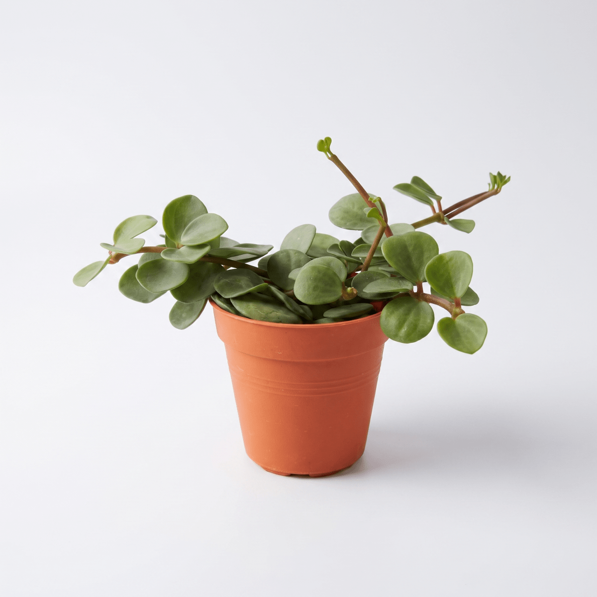 Grow Pot
