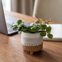 Peperomia Hope