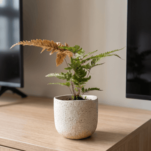 Tumbleweed Plants