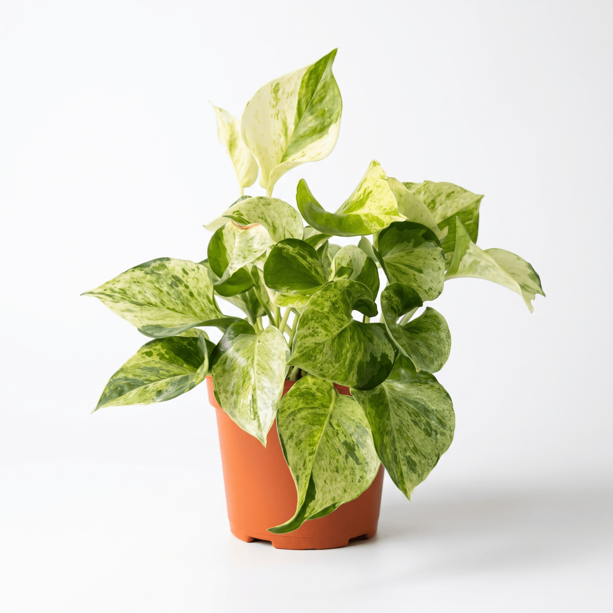 Grow Pot