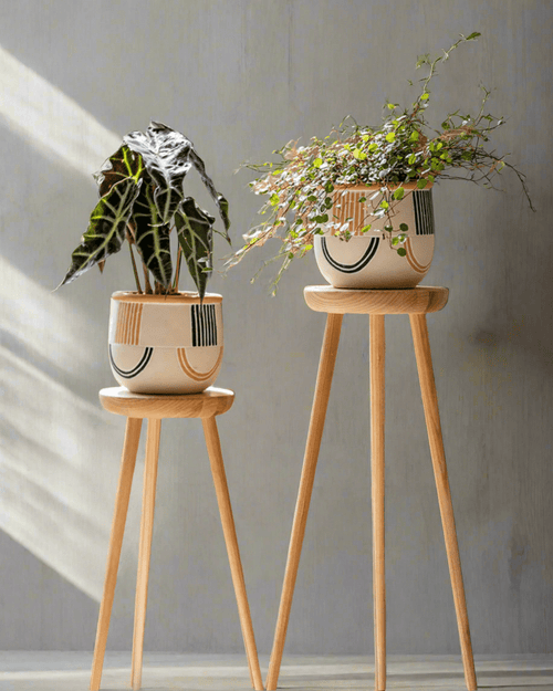 Tumbleweed Plants
