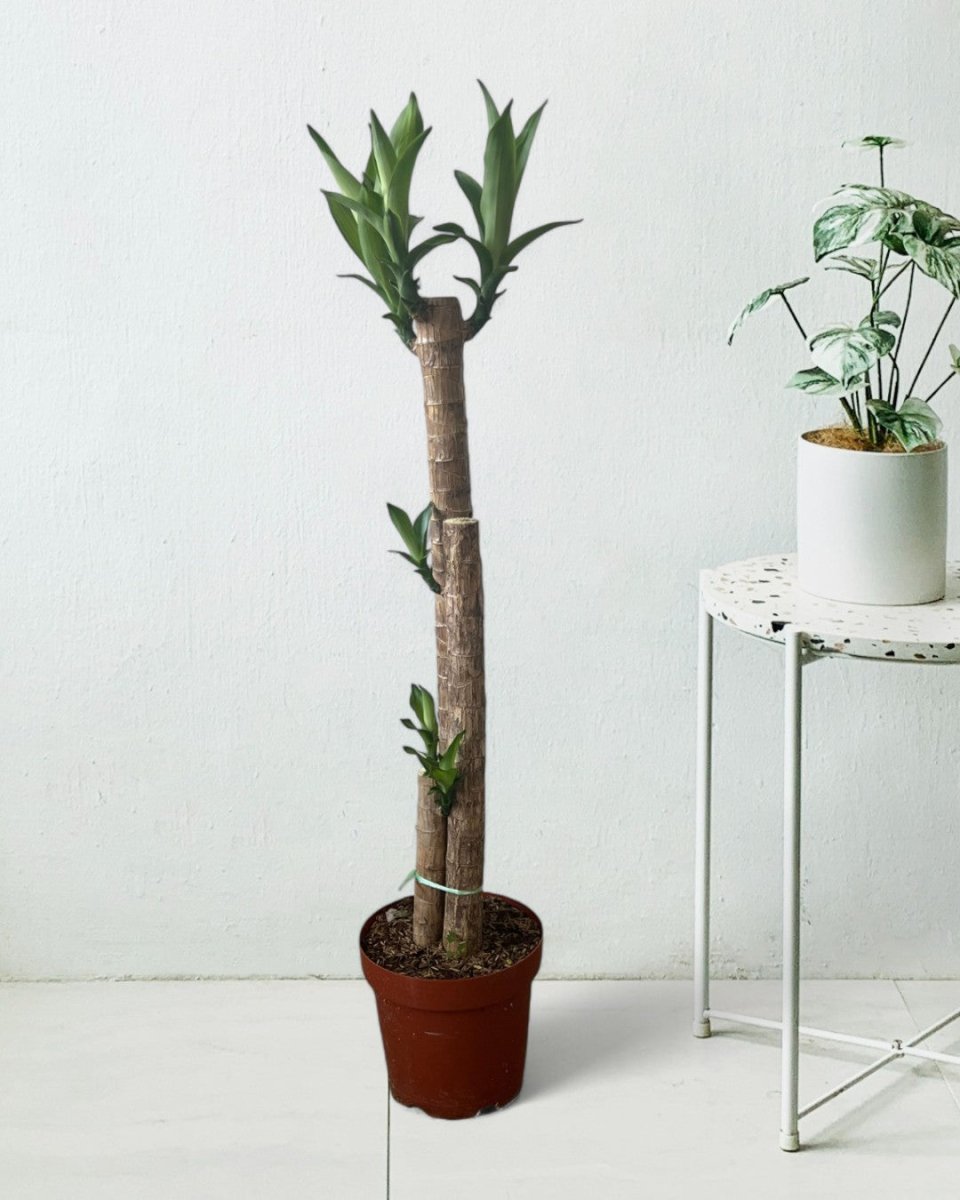 Large Dracaena Fragrans (Iron Tree) - Potted plant - POTT - LARG - MGRW - 6527 - Tumbleweed Plants - Online Plant Delivery Singapore