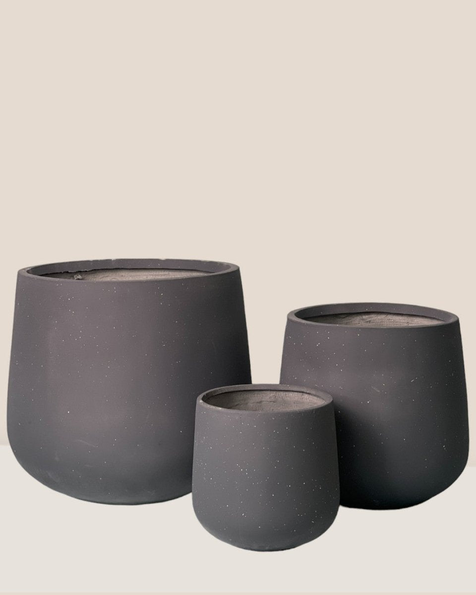 Large Sienna - black - Pot - Tumbleweed Plants - Online Plant Delivery Singapore