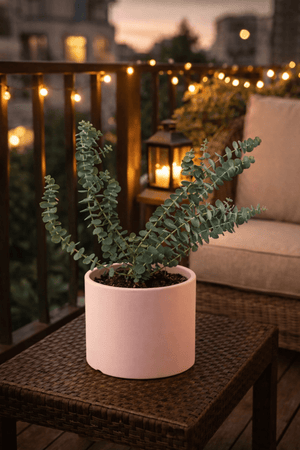 Tumbleweed Plants