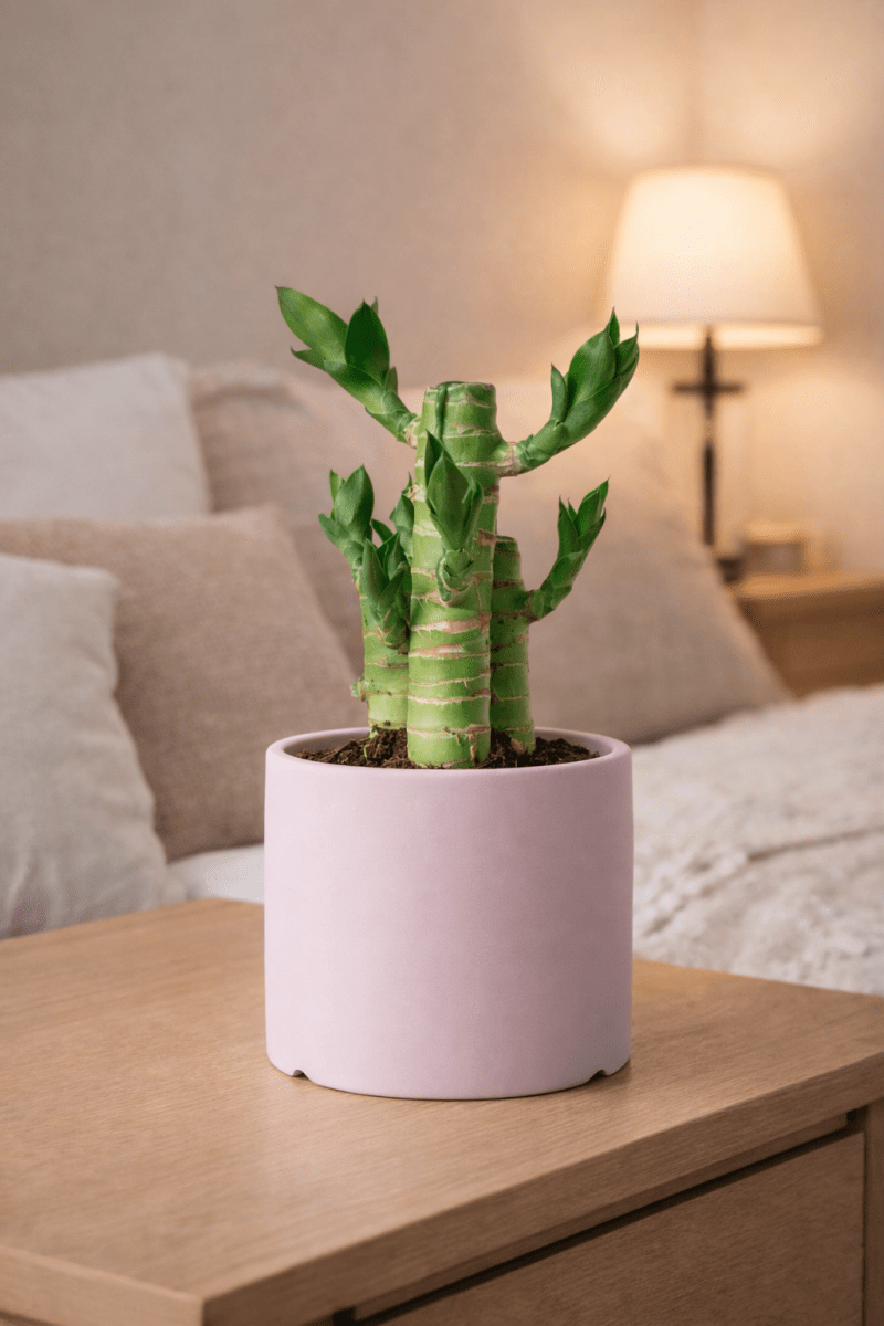 Classic Cylinder Pot - Small - Planter - 4951628520565 - Tumbleweed Plants - Online Plant Delivery Singapore