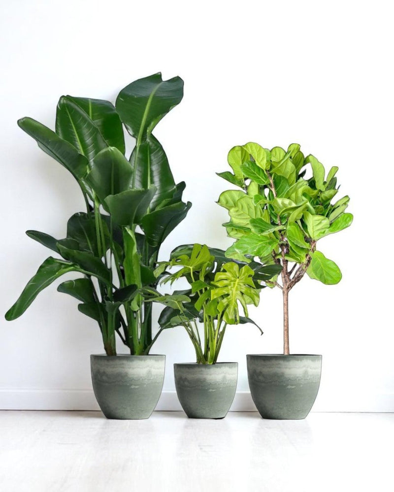 tumbleweedplants
