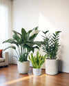 Low - Light Essentials Bundle - product - PROD - LOW - 6935 - Tumbleweed Plants - Online Plant Delivery Singapore