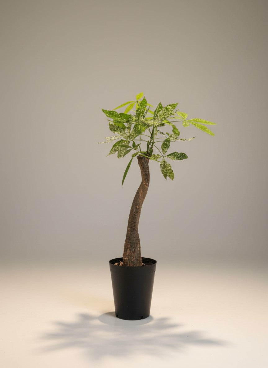 Grow Pot