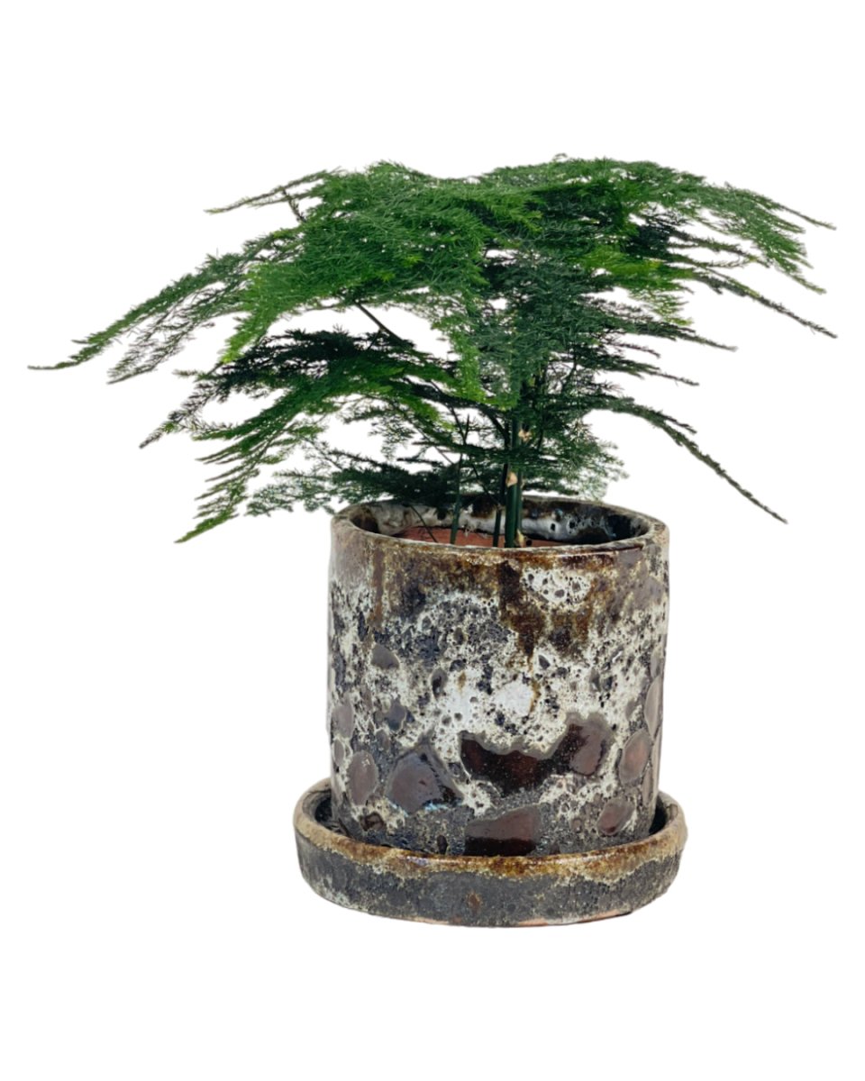 Mini Lace Fern - grow pot - Potted plant - Tumbleweed Plants - Online Plant Delivery Singapore